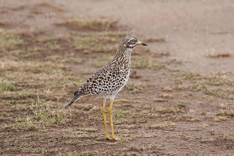 Spotted Dikkop