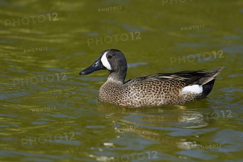 Blue-winged teals
