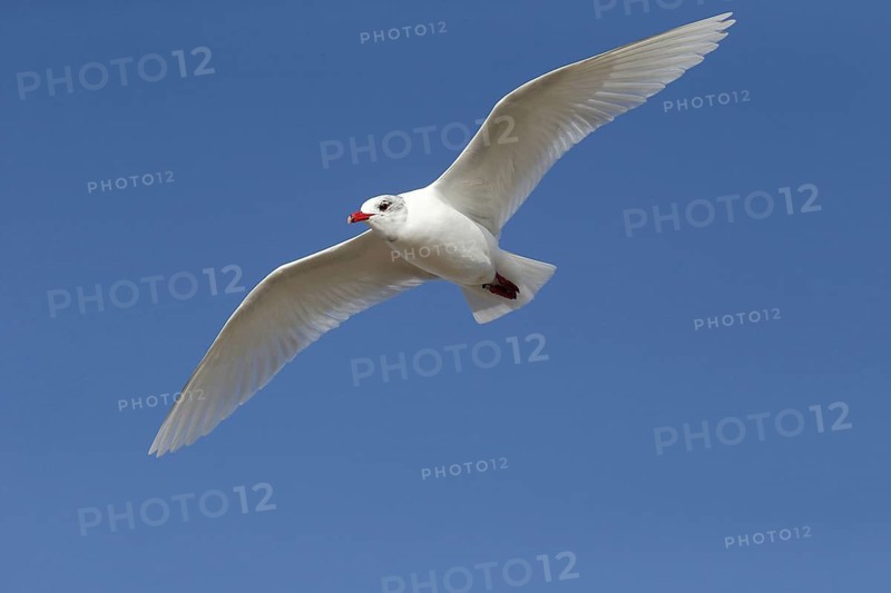Black-headed Gull