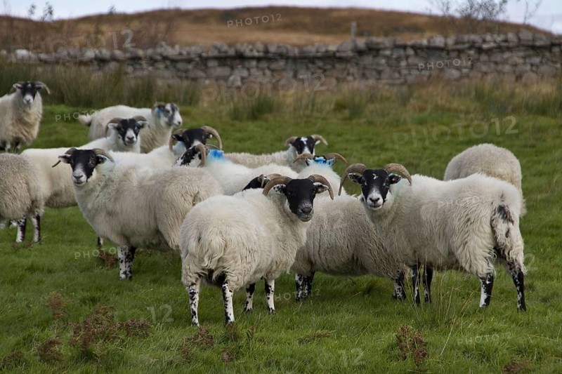Scottish black face sheep