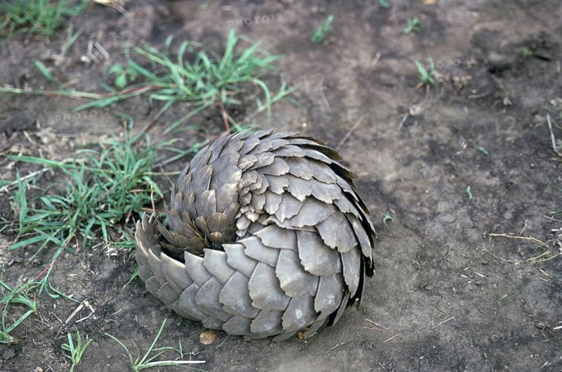 Ground pangolin
