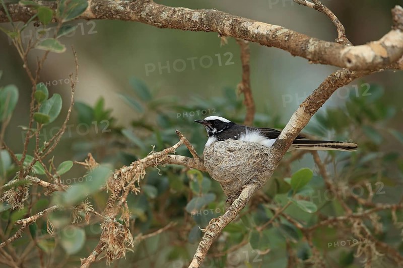Adult white-browed fantail