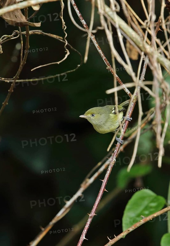 Jamaican Vireo