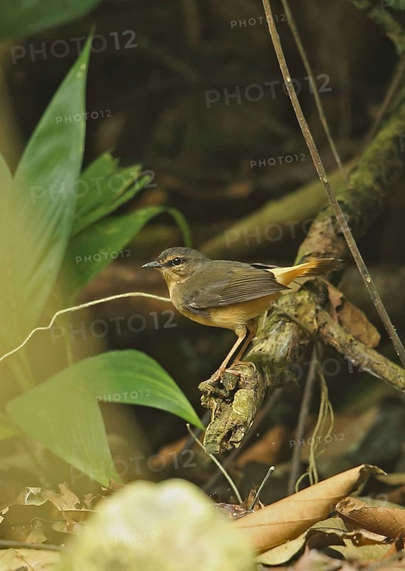 Buff-rumped Warbler