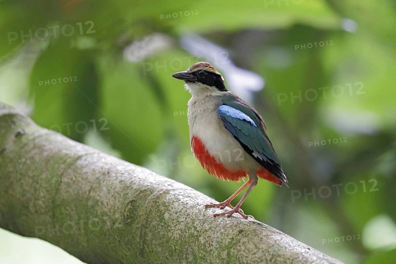 Fairy fairy pitta