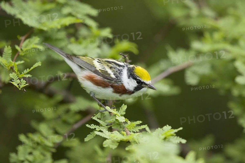 Chestnut-sided Warbler