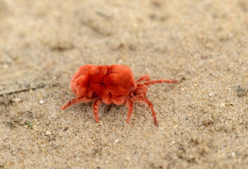 Trombidiidae