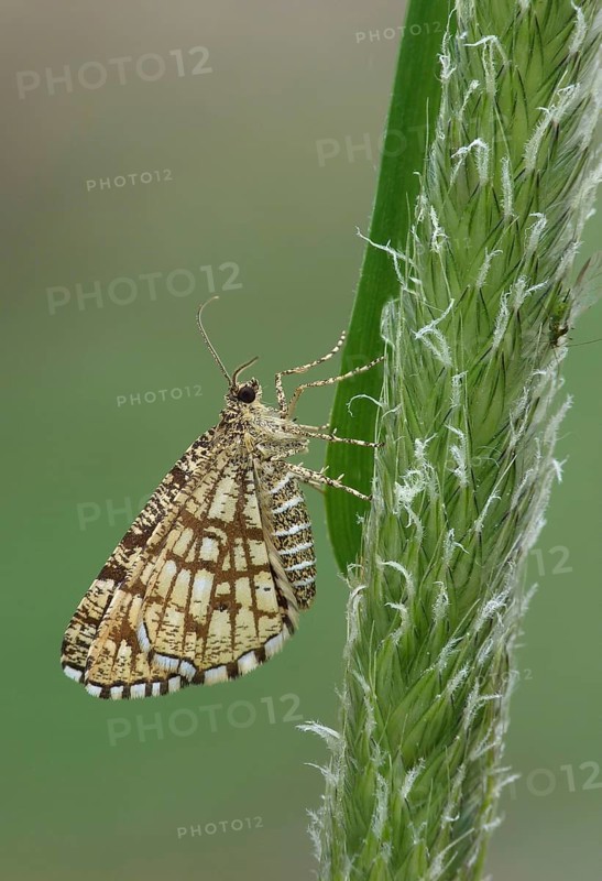 Latticed Heath Moth