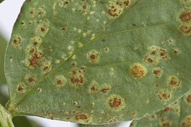 Faba or broad bean rust