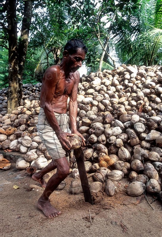 Removing husk of the coconut