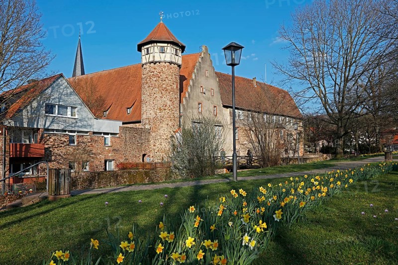 Narzissen