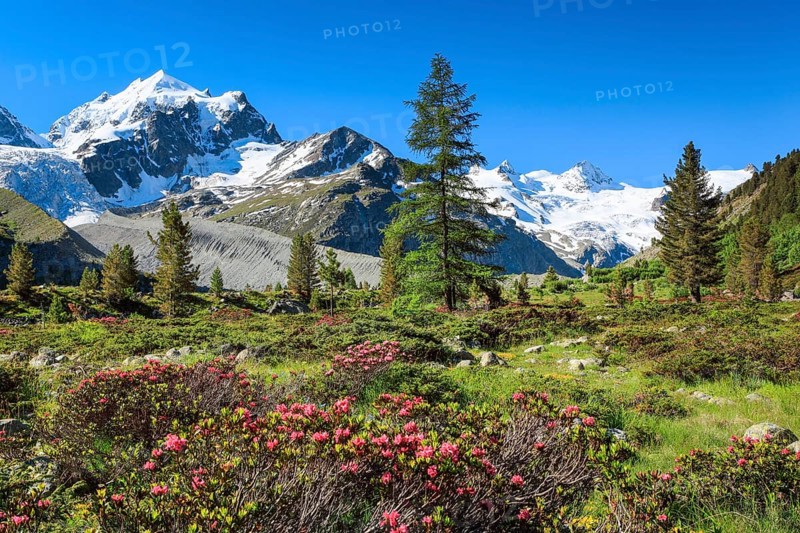 Zahleiche bluehende Alpenrosen vor dem schneebedekten Piz Roseg im Oberengadiner Val Roseg