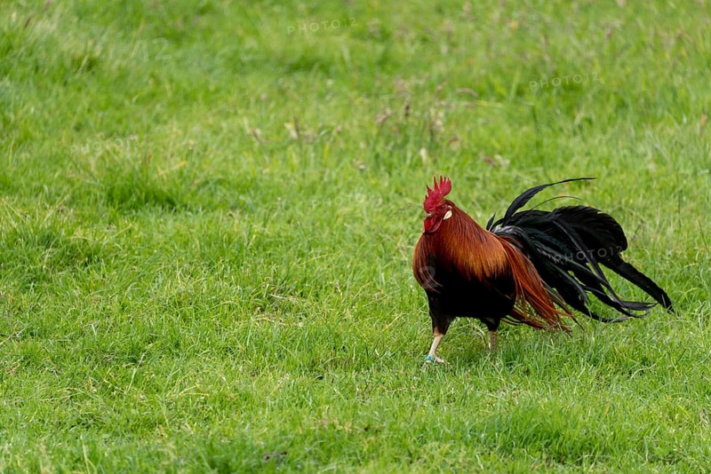 Proud rooster