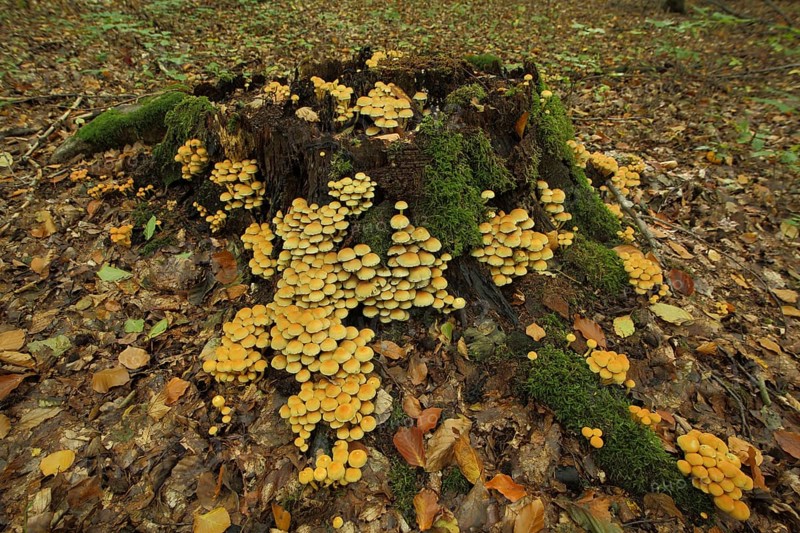 Group of green-leaved sulphur tuft