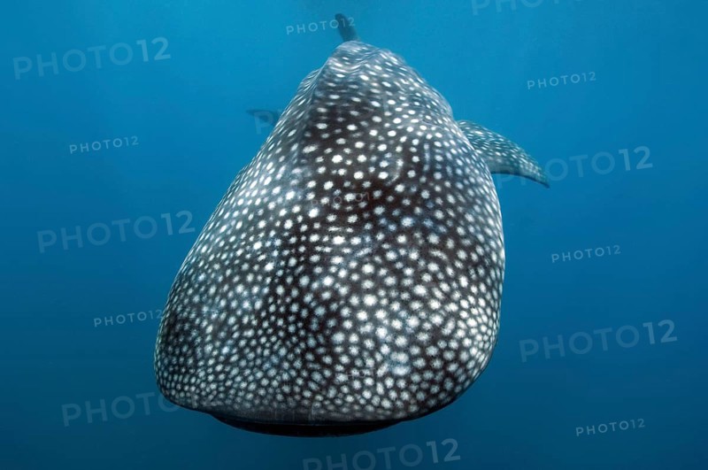 Whale shark