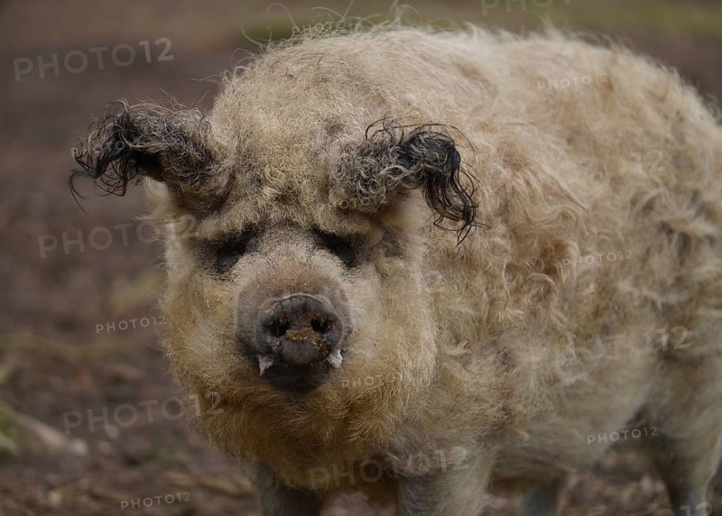 Mangalitsa woolly pig