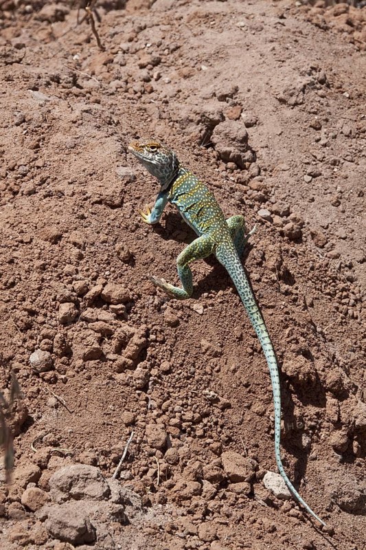Collared Iguana