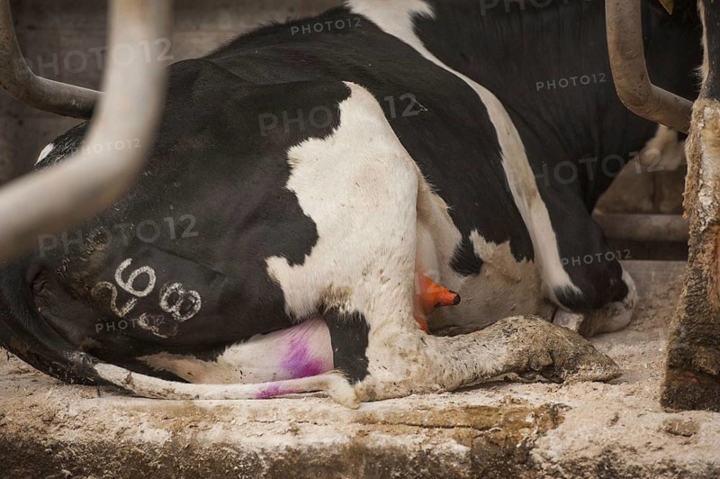 Domestic cattle