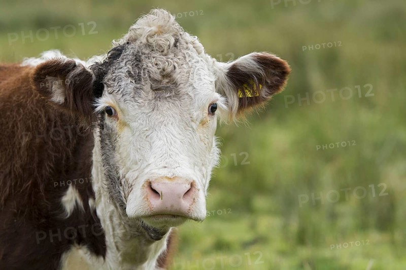 Hereford cattle