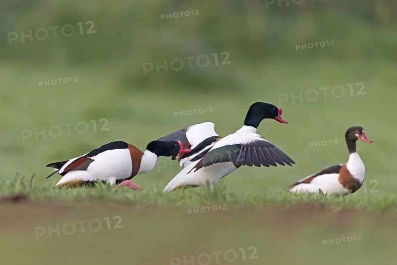 Common shelduck