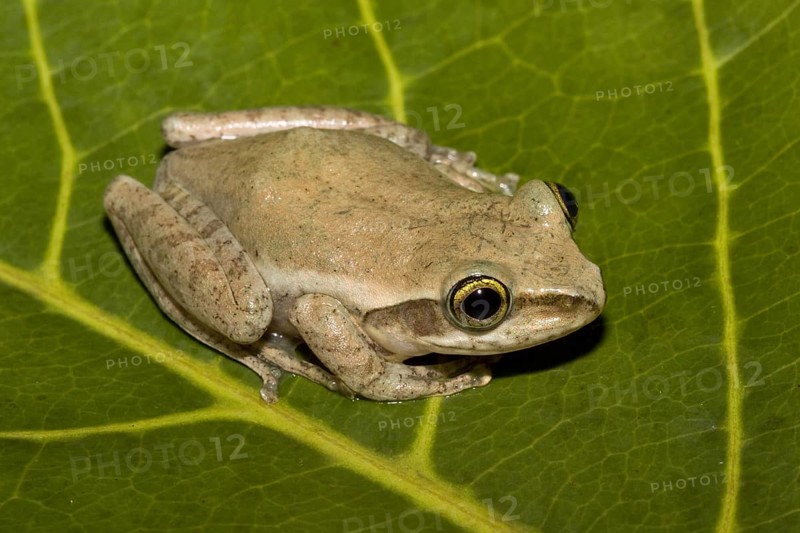 Madagascar frog
