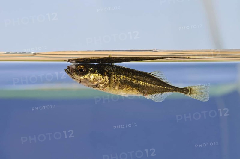 Nine-spined ninespine stickleback