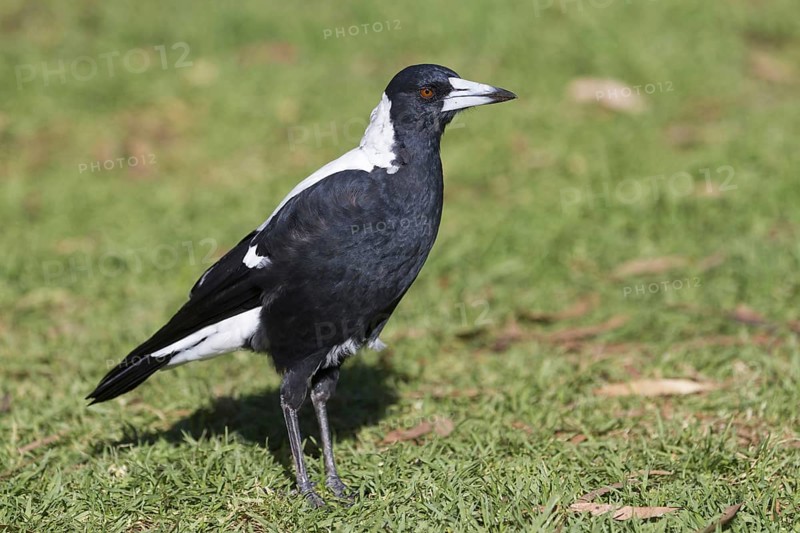 Australasian Magpie