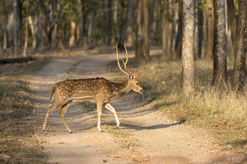 Spotted Deer