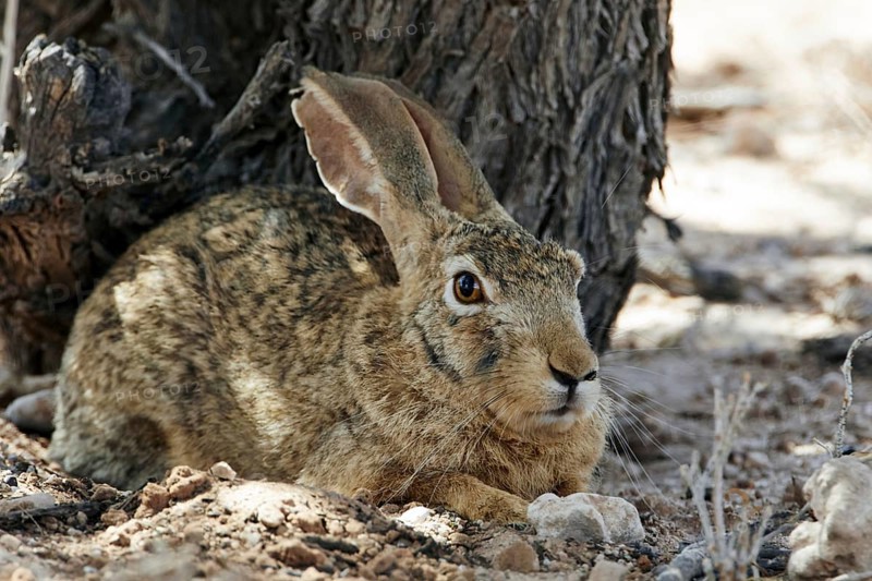 Cape hare