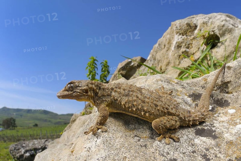 Moorish common wall gecko
