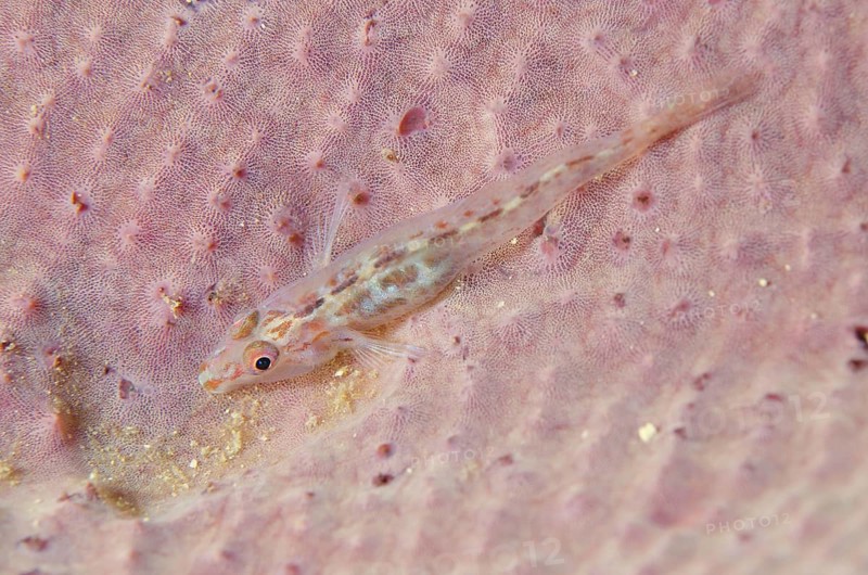 Fan sponge ghost goby