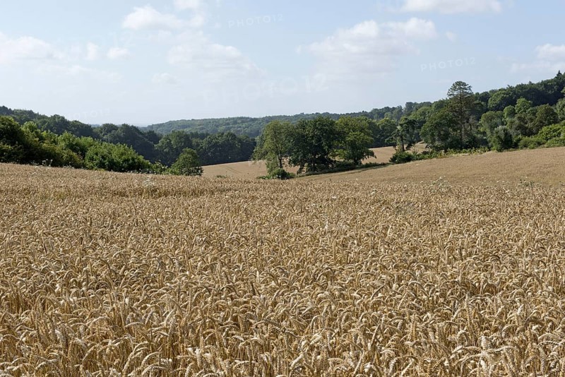 Development of a winter wheat crop from seedling to harvest