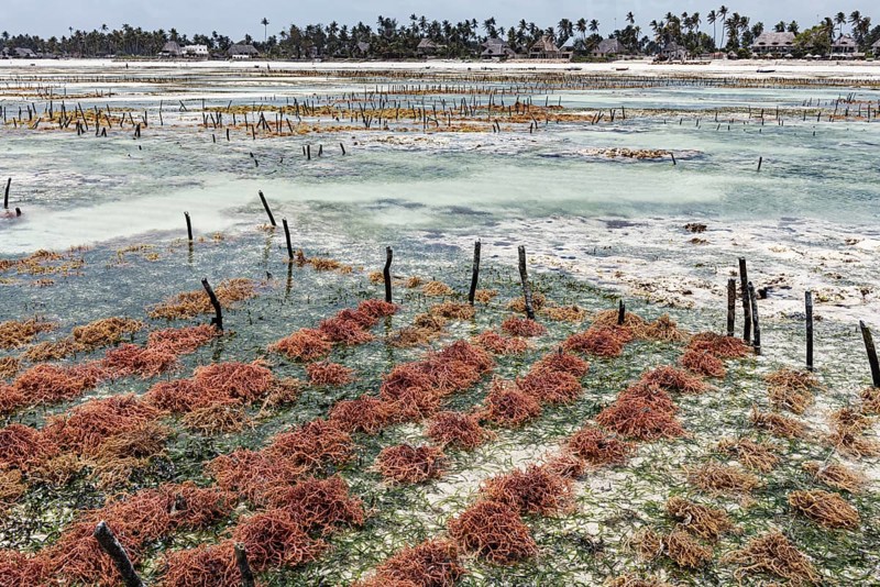 Red algae