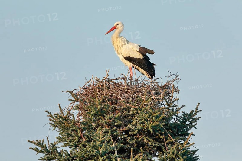 Single white stork standing in the nest in the middle of the treetop of a large spruce