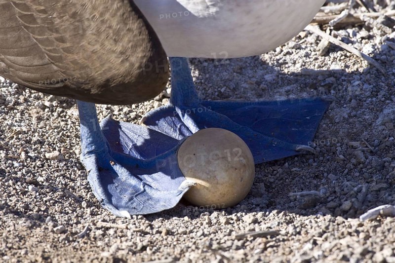 Blue footed booby
