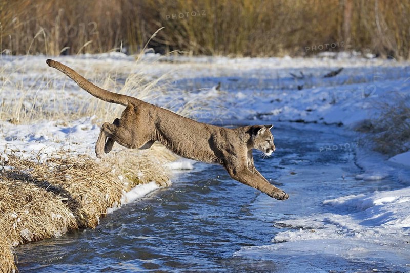 Cougar
