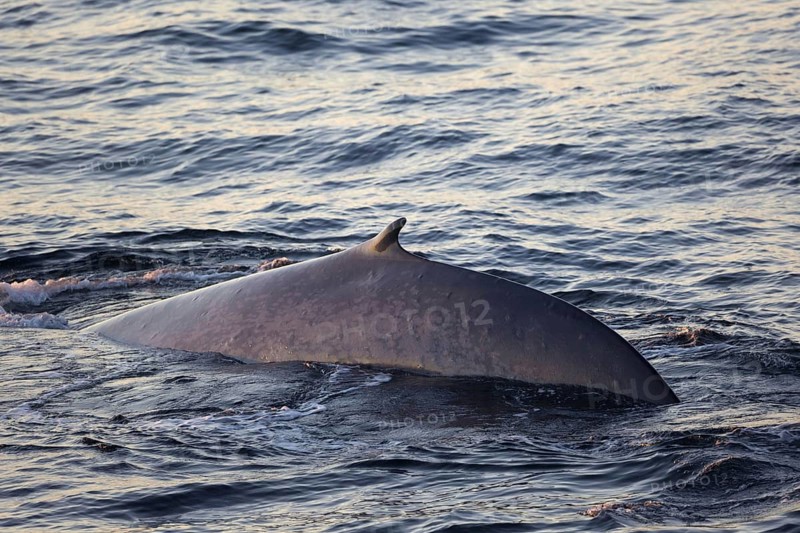 Blue whale