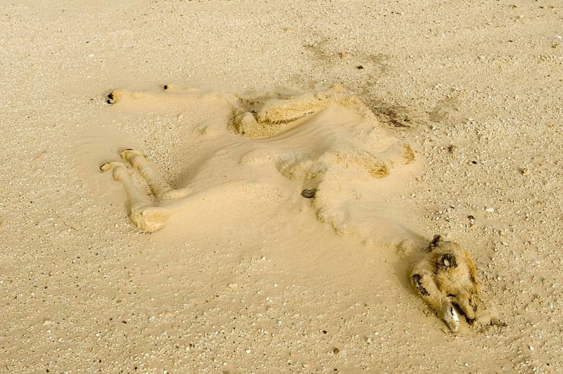 Dromedary