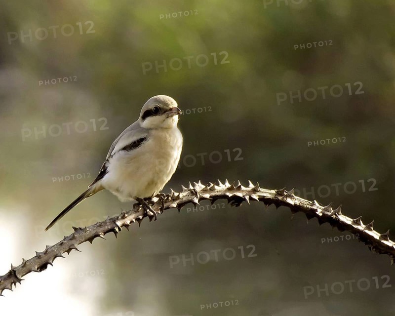 Southern grey shrike