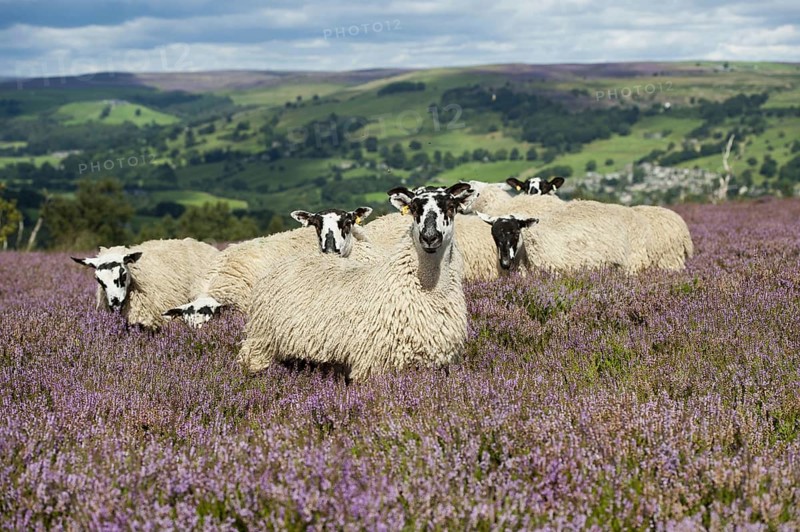 Domestic Sheep