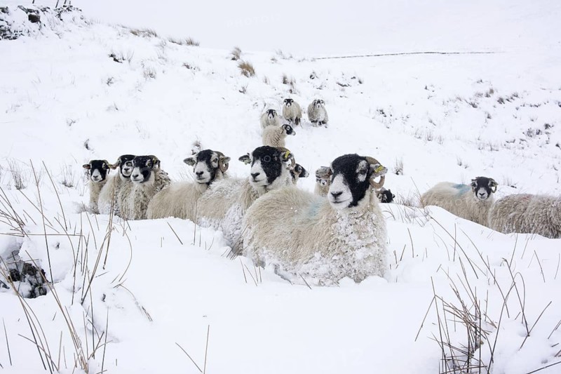 Domestic sheep