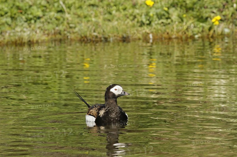Long-tailed duck