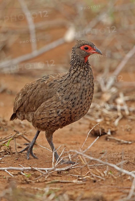 Swainson's spurfowl