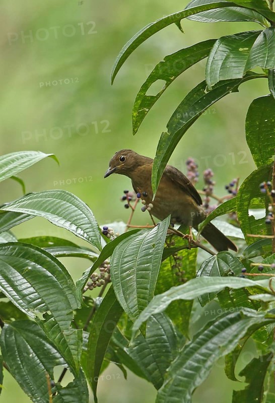 Yellow-legged Thrush