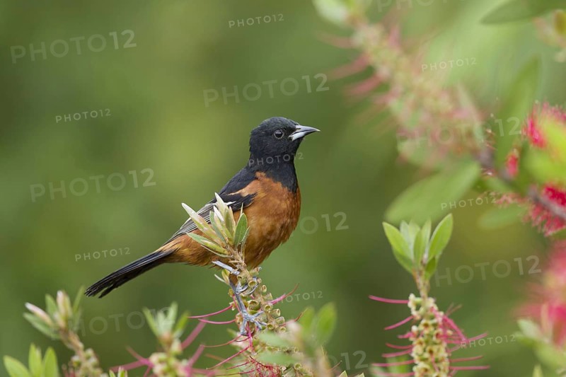 Orchard oriole