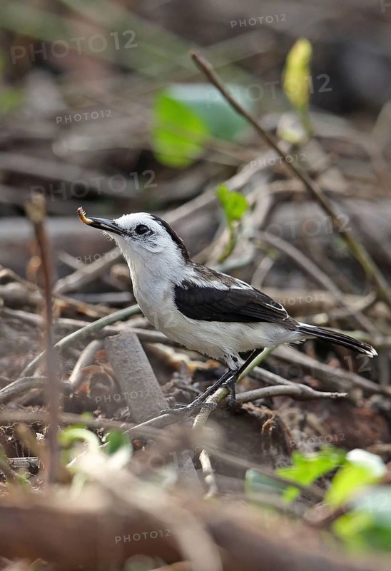 Pied Water-tyrant