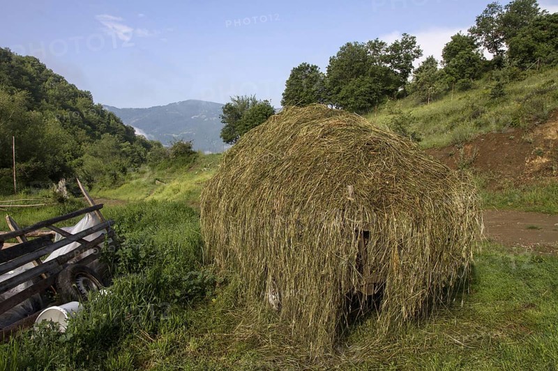 Freshly cut hay