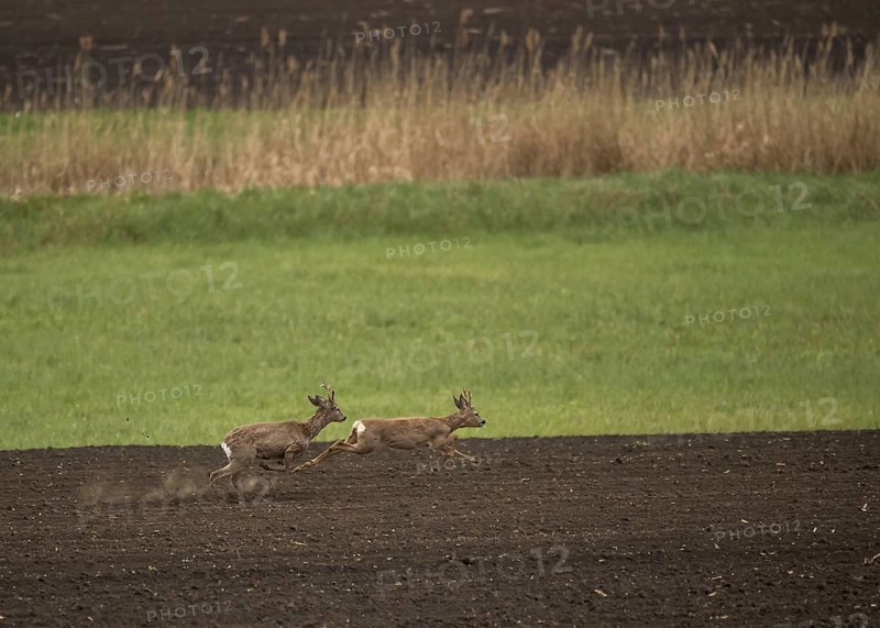 Western Roe Deer