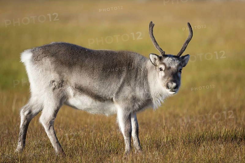 Svalbard Reindeer
