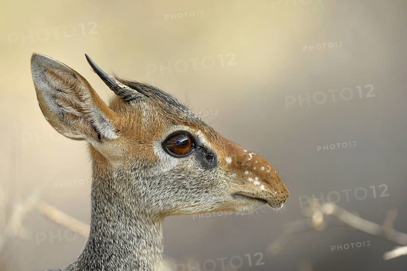 Kirk's Dik-dik